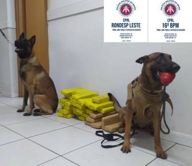 Cães policiais localizam 42 tabletes de maconha em Araci