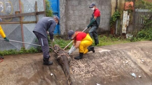 Jacare-com-cerca-de-3-metros-e-capturado-em-canal-pluvial-em-Feira-de-Santana