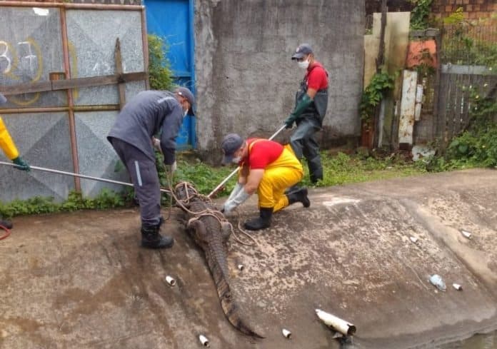 Jacare-com-cerca-de-3-metros-e-capturado-em-canal-pluvial-em-Feira-de-Santana