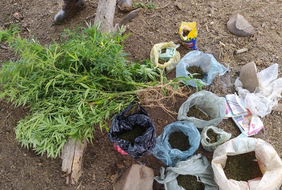 Idoso é preso em flagrante com cerca de mil pés de maconha