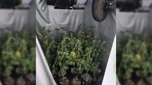 Polícia Civil apreende 70 pés de maconha plantados em apartamento de São Paulo