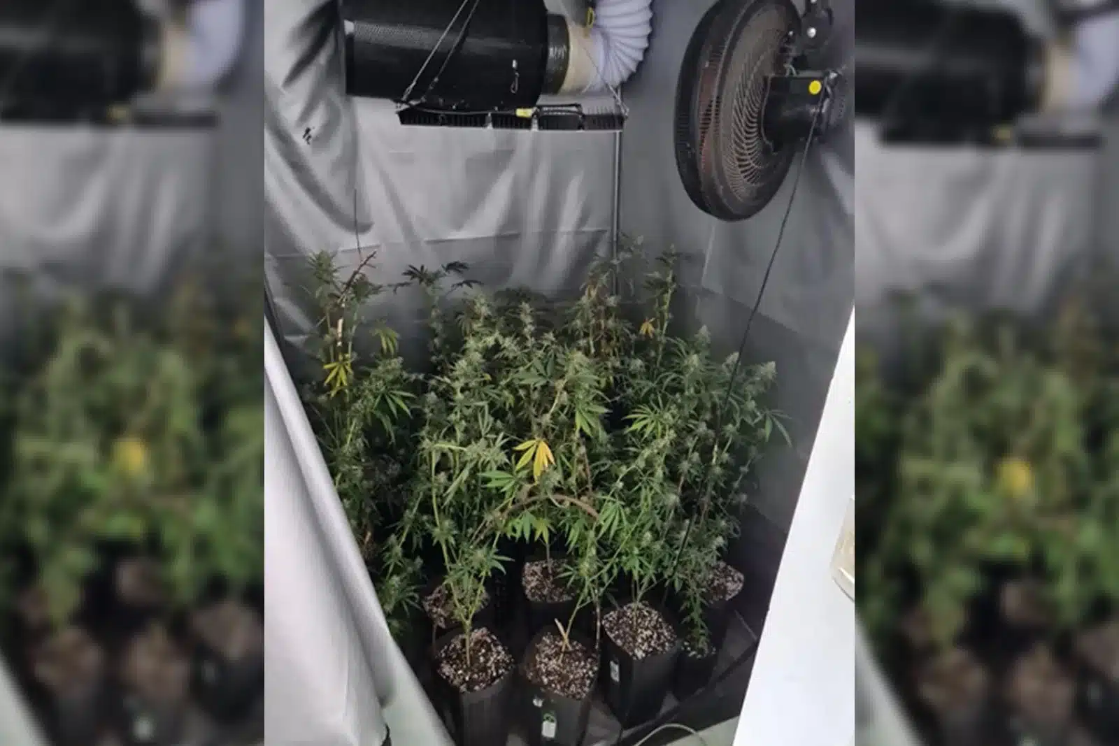 Polícia Civil apreende 70 pés de maconha plantados em apartamento de São Paulo