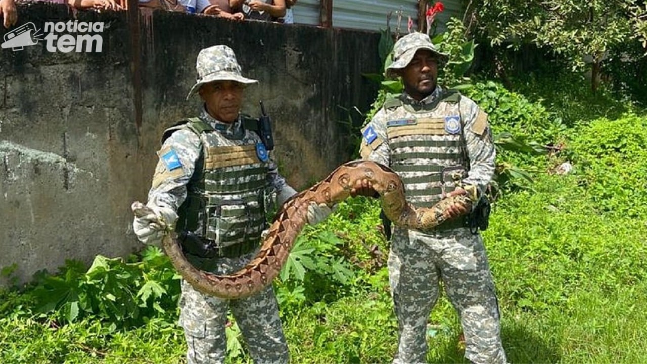 Jiboia de 2,5 Metros é Resgatada no Subúrbio de Salvador