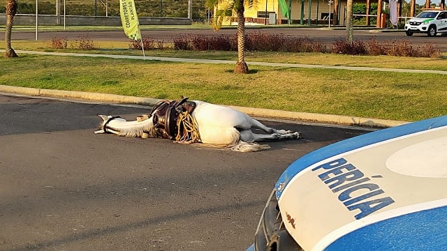 Tiroteio Após Cavalgada em Feira de Santana Deixa Homem e Cavalo Mortos