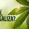 Folha de Maconha: Tudo sobre o elemento mais famoso da planta