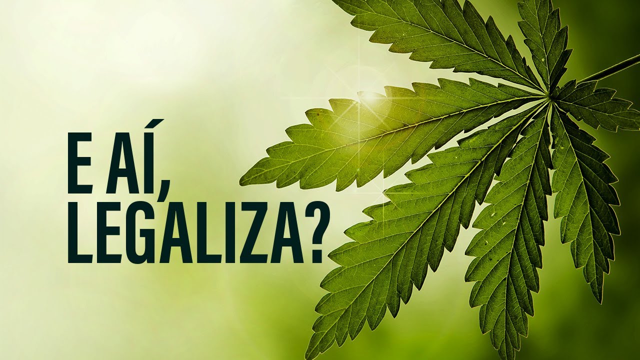 Folha de Maconha: Tudo sobre o elemento mais famoso da planta